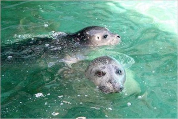 Vom avea foci de la Delfinariul din China